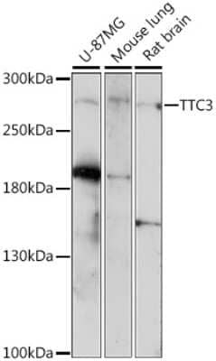 Western Blot TTC3 Antibody - Azide and BSA Free