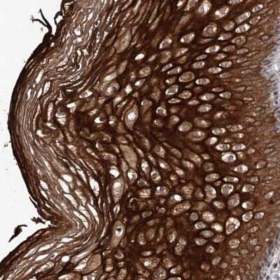 Immunohistochemistry-Paraffin TTC31 Antibody - BSA Free