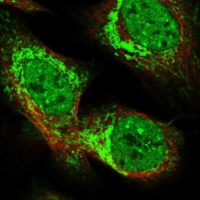Immunocytochemistry/Immunofluorescence: TTC32 Antibody [NBP1-86295] - Staining of human cell line U-2 OS shows localization to nucleoplasm & mitochondria. Antibody staining is shown in green.