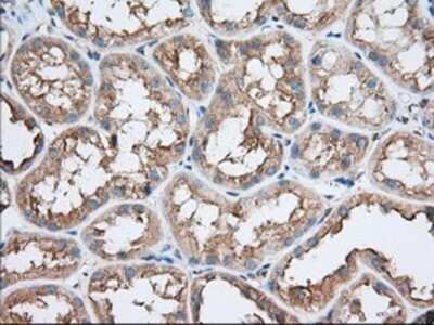 Immunohistochemistry: TTC32 Antibody (OTI1F7) - Azide and BSA Free [NBP2-74656] - Staining of paraffin-embedded Human Kidney tissue using anti-TTC32 mouse monoclonal antibody.