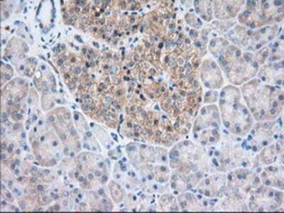Immunohistochemistry: TTC32 Antibody (OTI1F7) - Azide and BSA Free [NBP2-74656] - Staining of paraffin-embedded Human pancreas tissue using anti-TTC32 mouse monoclonal antibody.