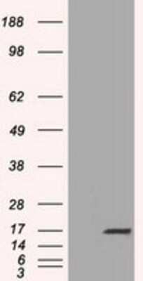 Western Blot: TTC32 Antibody (OTI1F7) - Azide and BSA Free [NBP2-74656] - HEK293T cells were transfected with the pCMV6-ENTRY control (Left lane) or pCMV6-ENTRY TTC32 (Right lane) cDNA for 48 hrs and lysed. Equivalent amounts of cell lysates (5 ug per lane) were separated by SDS-PAGE and immunoblotted with anti-TTC32.