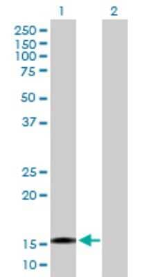 Western Blot: TTC32 Antibody [H00130502-B01P] - Analysis of TTC32 expression in transfected 293T cell line by TTC32 polyclonal antibody.  Lane 1: LOC130502 transfected lysate(16.61 KDa). Lane 2: Non-transfected lysate.