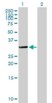 Western Blot: TTC33 Antibody [H00023548-B01P] - Analysis of TTC33 expression in transfected 293T cell line by TTC33 polyclonal antibody.  Lane 1: OSRF transfected lysate(28.82 KDa). Lane 2: Non-transfected lysate.