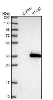 Western Blot TTC33 Antibody - BSA Free