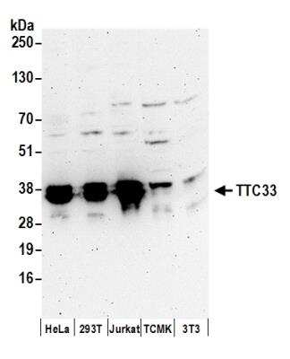 <b>Independent Antibodies Validation and Biological Strategies Validation.</b>Western Blot: TTC33 Antibody [NBP2-37758] - Detection of Human and Mouse TTC33 by Western Blot.  Samples: Whole cell lysate (50 ug) from HeLa, 293T, Jurkat, mouse TCMK-1, and mouse NIH3T3 cells prepared using NETN lysis buffer. Antibodies: Affinity purified rabbit anti-TTC33 antibody used for WB at 0.1 ug/ml. Detection: Chemiluminescence with an exposure time of 3 minutes.