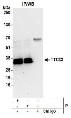 Western Blot TTC33 Antibody - BSA Free