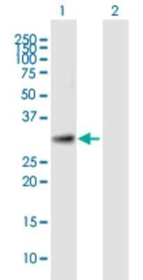 Western Blot: TTC35 Antibody [H00009694-B01P] - Analysis of TTC35 expression in transfected 293T cell line by TTC35 polyclonal antibody.  Lane 1: KIAA0103 transfected lysate(32.67 KDa). Lane 2: Non-transfected lysate.