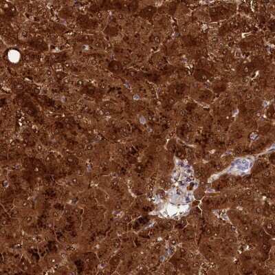 Immunohistochemistry-Paraffin: TTC36 Antibody [NBP1-93702] - Staining of human liver shows high expression.