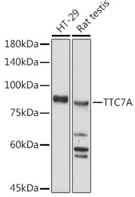 Western Blot: TTC7A Antibody [NBP3-16058] - Western blot analysis of extracts of various cell lines, using TTC7A antibody (NBP3-16058) at 1:500 dilution. Secondary antibody: HRP Goat Anti-Rabbit IgG (H+L) at 1:10000 dilution. Lysates/proteins: 25ug per lane. Blocking buffer: 3% nonfat dry milk in TBST. Detection: ECL Basic Kit. Exposure time: 180s.