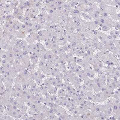 Immunohistochemistry-Paraffin TTC7B Antibody - BSA Free