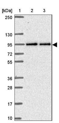 Western Blot TTC7B Antibody - BSA Free