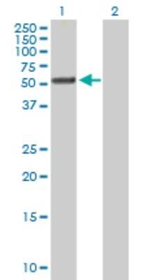 Western Blot: TTC8 Antibody [H00123016-B01P] - Analysis of TTC8 expression in transfected 293T cell line by TTC8 polyclonal antibody.  Lane 1: TTC8 transfected lysate(55.55 KDa). Lane 2: Non-transfected lysate.