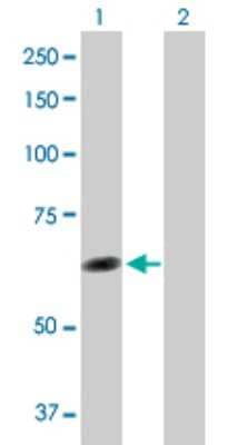 Western Blot: TTC8 Antibody [H00123016-D01P] - Analysis of TTC8 expression in transfected 293T cell line by TTC8 polyclonal antibody.Lane 1: TTC8 transfected lysate(57.30 KDa).Lane 2: Non-transfected lysate.