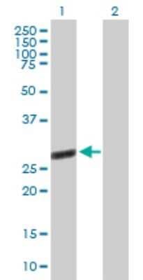 Western Blot: TTC9B Antibody [H00148014-B01P] - Analysis of TTC9B expression in transfected 293T cell line by TTC9B polyclonal antibody.  Lane 1: TTC9B transfected lysate(26.29 KDa). Lane 2: Non-transfected lysate.