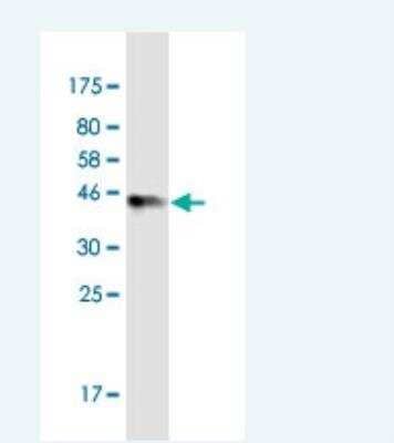 Western Blot: TTC9C Antibody (7H10) [H00283237-M06-100ug] - Detection against Immunogen (46.4 KDa) .