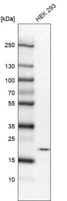 Western Blot: TTDN1 Antibody [NBP2-31718] - Analysis in human cell line HEK 293.