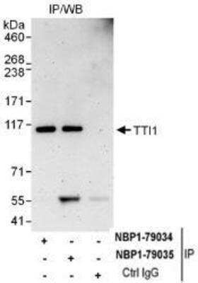 Immunoprecipitation: TTI1 Antibody [NBP1-79035] - Whole cell lysate from HeLa (1 mg for IP, 20% of IP loaded) cells.  Antibodies: Affinity purified rabbit anti-TTI1 antibody  used for IP at 6 mcg/mg lysate.  TTI1 was also immunoprecipitated by rabbit anti-TTI1 antibody NBP1-79034 which recognizes an upstream epitope.