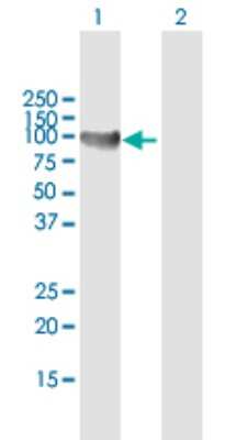 Western Blot: TTK Antibody [H00007272-B01P] - Analysis of TTK expression in transfected 293T cell line by TTK polyclonal antibody.  Lane1:TTK transfected lysate(94.27 KDa). Lane2:Non-transfected lysate.