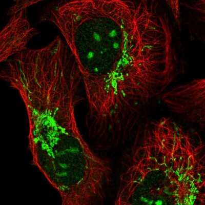 Immunocytochemistry/Immunofluorescence: TTLL1 Antibody [NBP2-13491] - Immunofluorescent staining of human cell line U-2 OS shows localization to nucleoli & mitochondria.