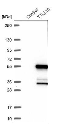 Western Blot: TTLL10 Antibody [NBP1-93819] - Analysis in control (vector only transfected HEK293T lysate) and TTLL10 over-expression lysate (Co-expressed with a C-terminal myc-DDK tag (3.1 kDa) in mammalian HEK293T cells).