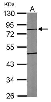 Western Blot: TTLL10 Antibody [NBP2-20755] - Sample (30 ug of whole cell lysate) A: NIH-3T3 10% SDS PAGE gel, diluted at 1:1000.