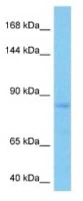 Western Blot TTLL3 Antibody - BSA Free