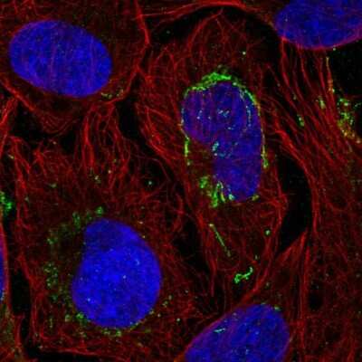 Immunocytochemistry/Immunofluorescence: TTLL4 Antibody [NBP2-55634] - Staining of human cell line U-2 OS shows localization to mitochondria. Antibody staining is shown in green.