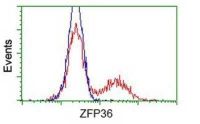 Flow Cytometry: TTP Antibody (OTI8B5) - Azide and BSA Free [NBP2-74681] - HEK293T cells transfected with either overexpression plasmid (Red) or empty vector control plasmid (Blue) were immunostaining by anti-TTP antibody, and then analyzed by flow cytometry.