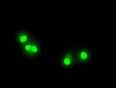 Immunocytochemistry/Immunofluorescence: TTP Antibody (OTI8B5) - Azide and BSA Free [NBP2-74681] - Staining of COS7 cells transiently transfected by pCMV6-ENTRY TTP.