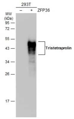 Western Blot: TTP Antibody [NBP3-12978] - Non-transfected (-) and transfected (+) 293T whole cell extracts (30 ug) were separated by 12% SDS-PAGE, and the membrane was blotted with TTP antibody (NBP3-12978) diluted at 1:5000. The HRP-conjugated anti-rabbit IgG antibody (NBP2-19301) was used to detect the primary antibody, and the signal was developed with Trident ECL plus-Enhanced.