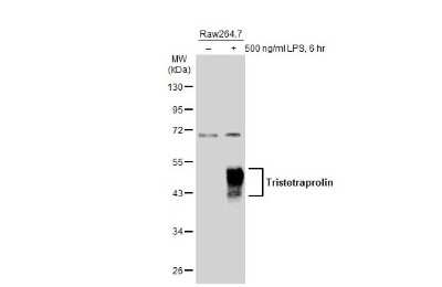 <b>Biological Strategies Validation. </b>Western Blot: TTP Antibody [NBP3-12978] - Untreated (-) and treated (+) Raw264.7 whole cell extracts (30 ug) were separated by 10% SDS-PAGE, and the membrane was blotted with TTP antibody (NBP3-12978) diluted at 1:500. The HRP-conjugated anti-rabbit IgG antibody (NBP2-19301) was used to detect the primary antibody.