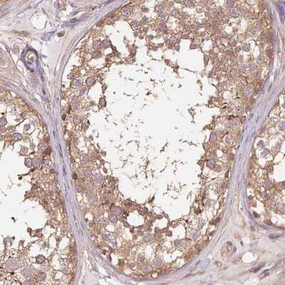 Immunohistochemistry-Paraffin: TUBA3D Antibody [NBP2-46870] - Staining of human testis shows moderate cytoplasmic positivity in cells in seminiferous ducts.