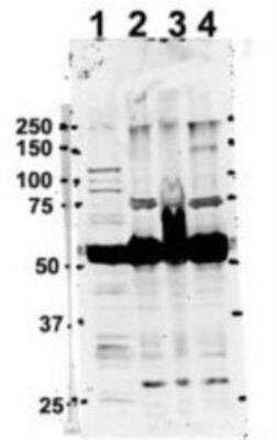 Western Blot TUBA6 Antibody - BSA Free