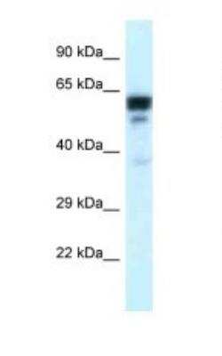 Western Blot TUBA6 Antibody - BSA Free