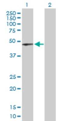 Western Blot: TUBAL3 Antibody [H00079861-D01P] - Analysis of TUBAL3 expression in transfected 293T cell line by TUBAL3 polyclonal antibody.Lane 1: TUBAL3 transfected lysate(45.50 KDa).Lane 2: Non-transfected lysate.