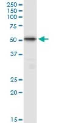Western Blot: TUBB4Q Antibody [H00056604-B01P] - Analysis of TUBB4Q expression in HeLa.
