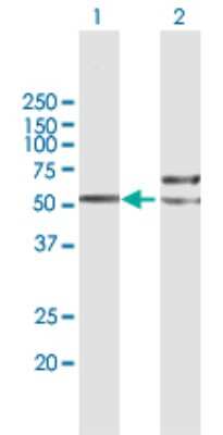 Western Blot: TUBB4Q Antibody [H00056604-B01P] - Analysis of TUBB4Q expression in transfected 293T cell line by TUBB4Q polyclonal antibody.  Lane 1: TUBB4Q transfected lysate(47.74 KDa). Lane 2: Non-transfected lysate.