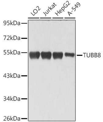 Western Blot: TUBB8 Antibody [NBP3-05594] - Analysis of extracts of various cell lines, using TUBB8 antibody at 1:1000 dilution.Secondary antibody: HRP Goat Anti-Rabbit IgG (H+L) at 1:10000 dilution.Lysates/proteins: 25ug per lane. Blocking buffer: 3% nonfat dry milk in TBST.Detection: ECL Basic Kit. Exposure time: 1s.