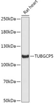 Western Blot: TUBGCP5 Antibody [NBP2-94420] - Analysis of extracts of Rat heart, using TUBGCP5 .Exposure time: 90s.