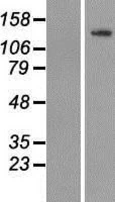 Western Blot: TUBGCP5 Overexpression Lysate (Adult Normal) [NBP2-05843] Left-Empty vector transfected control cell lysate (HEK293 cell lysate); Right -Over-expression Lysate for TUBGCP5.