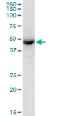 Western Blot: TUFM Antibody [H00007284-B01P] - Analysis of TUFM expression in HeLa.