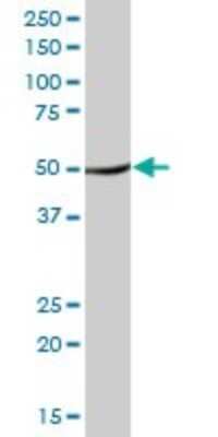 Western Blot: TUFM Antibody [H00007284-B01P] - Analysis of TUFM expression in rat brain.