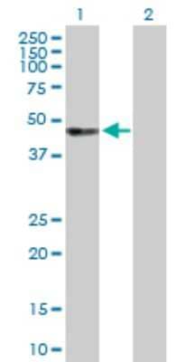Western Blot: TULA/STS-2 Antibody [H00053347-D01P] - Analysis of UBASH3A expression in transfected 293T cell line by UBASH3A polyclonal antibody.Lane 1: UBASH3A transfected lysate(50.40 KDa).Lane 2: Non-transfected lysate.