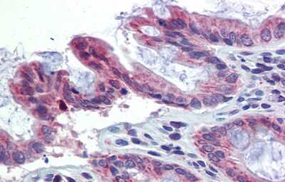 Immunohistochemistry TULP2 Antibody - BSA Free