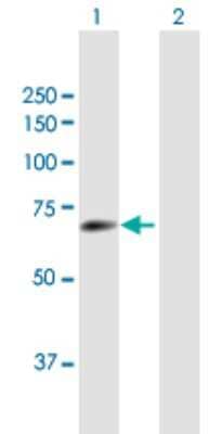 Western Blot: TULP2 Antibody [H00007288-B01P] - Analysis of TULP2 expression in transfected 293T cell line by TULP2 polyclonal antibody.  Lane 1: TULP2 transfected lysate(57.2 KDa). Lane 2: Non-transfected lysate.