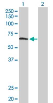 Western Blot: TULP2 Antibody [H00007288-D01P] - Analysis of TULP2 expression in transfected 293T cell line by TULP2 polyclonal antibody.Lane 1: TULP2 transfected lysate(58.70 KDa).Lane 2: Non-transfected lysate.