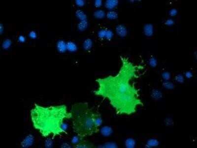 Immunocytochemistry/Immunofluorescence: TULP3 Antibody (OTI7B8) - Azide and BSA Free [NBP2-74721] - Staining of COS7 cells transiently transfected by pCMV6-ENTRY TULP3.
