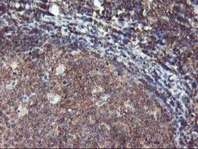 Immunohistochemistry: TULP3 Antibody (OTI7B8) - Azide and BSA Free [NBP2-74721] - Staining of paraffin-embedded Human tonsil using anti-TULP3 mouse monoclonal antibody.