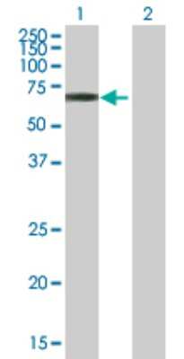 Western Blot: TULP3 Antibody [H00007289-B01P] - Analysis of TULP3 expression in transfected 293T cell line by TULP3 polyclonal antibody.  Lane 1: TULP3 transfected lysate(48.62 KDa). Lane 2: Non-transfected lysate.